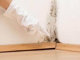 Mold Odor Removal Services in New Sarpy, LA